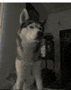 a husky dog is standing in a room with a shelf in the background .
