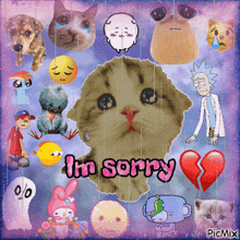 a picture of a cat with the words i 'm sorry written on it