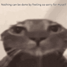 a cat with the words nothing can be done by feeling so sorry for myself on the bottom