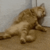a cat is laying on its back on a wooden floor next to a door .