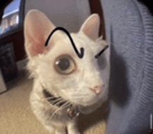Cat Meme Cat Meme Face GIF - Cat Meme Cat Meme Face GIFs