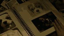 My Dog The Age Of Adaline GIF - My Dog The Age Of Adaline Reminiscing GIFs