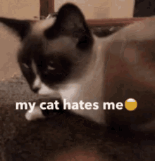 My Cat Hates Me GIF - My Cat Hates Me GIFs