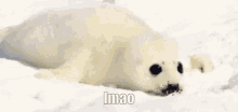 Lmao Seal GIF