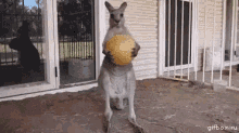 Kangaroo Playtime GIF - Kangaroo Playtime Throw GIFs