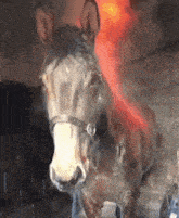 Horse Honse GIF - Horse Honse Horse Fire GIFs