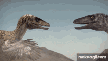 raptors fighting walking with dinosaurs animated