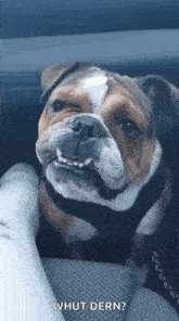 a bulldog is sitting in the back seat of a car looking at the camera .