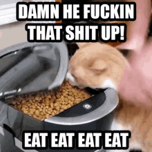 Eating Cat GIF - Eating Cat Cat Eating GIFs