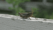 Grasshopper Vs Ant GIF - Grasshopper Vs Ant GIFs