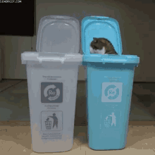 Cat Recycle GIF