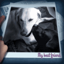 Labradores Love GIF - Labradores Love Kiss GIFs