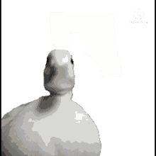 a picture of a duck with a heart on the bottom right