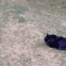 Black Cat Ball GIF