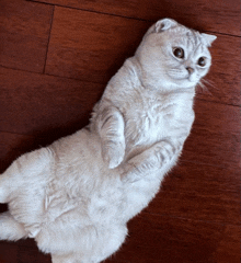 a cat laying on its back on a wooden floor