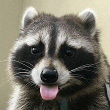 a close up of a raccoon with its pink tongue sticking out