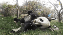 eating 360baby pandas yummy delicious panda