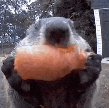 a squirrel is holding a large orange object in its paws