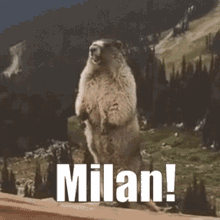 Milan Mormot GIF - Milan Mormot Ahh GIFs