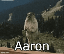 Aaron Aaron Beaver GIF