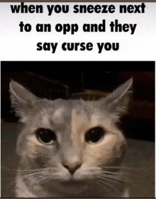a picture of a cat with a caption that says when you sneeze next to an opp and they say curse you