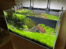 Aquascape Planted GIF