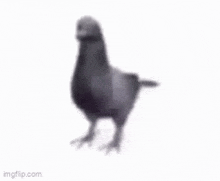 Pigeon Pigeon Spin GIF - Pigeon Pigeon Spin Meme GIFs