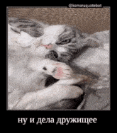 a gray and white cat laying on a blanket with the caption komaruquotebot