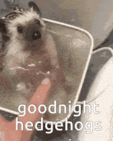 a person is petting a hedgehog in a bucket with the words goodnight hedgehogs written on it