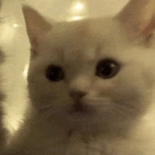 Cat Meme GIF - Cat Meme Cat GIFs