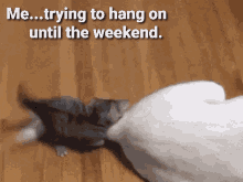 Kitten Funny GIF - Kitten Funny Hang In There GIFs