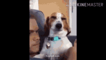 Perro Sonriendo GIF - Perro Sonriendo GIFs