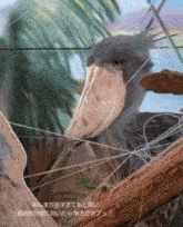 a bird with a long beak is sitting on a branch