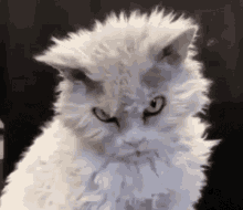 Cat Angry GIF - Cat Angry Grumpy GIFs
