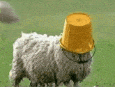 a sheep wears a yellow bucket on its head