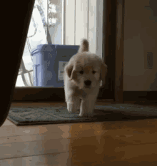 puppy retriever golden puppies cute