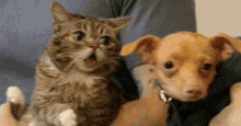 Phteven Phteven And Friends GIF - Phteven Phteven And Friends Cats GIFs