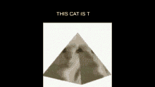 Cat Pyramid GIF - Cat Pyramid GIFs