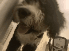 Dogs GIF - Dogs GIFs