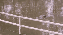 Swimming National Geographic GIF - Swimming National Geographic Secrets Of The Zoo Down GIFs