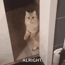 a cat is standing on its hind legs in a doorway and looking at the camera .