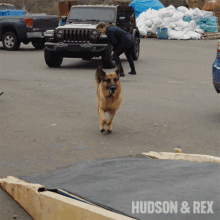 running dog rex diesel vom burgimwald hudson and rex chasing