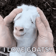 Goat Baby GIF - Goat Baby Cute GIFs