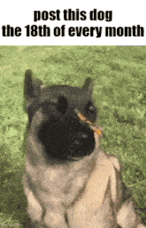 Monthly Dog GIF - Monthly Dog 18th GIFs