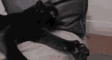 Cat Thumbs Up GIF - Cat Thumbs Up Funny Animals GIFs
