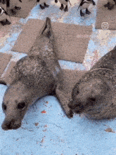 two seals are laying on a checkered floor with penguins behind them