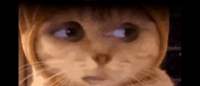 Superfette Katze GIF