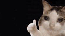 Thumbs Up Crying Cat GIF