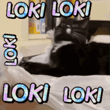 Celiaavaolivia Loki Cat GIF - Celiaavaolivia Loki Cat Loki Tuxedo Cat GIFs