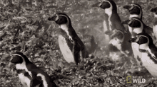Waddle Of Penguins A Penguin Obstacle Course GIF - Waddle Of Penguins A Penguin Obstacle Course Running GIFs
